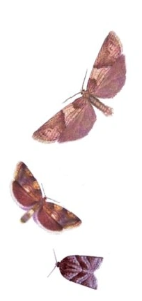 Trio of artistic moth illustrations