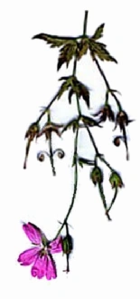 Delicate purple flower on slender branch.
