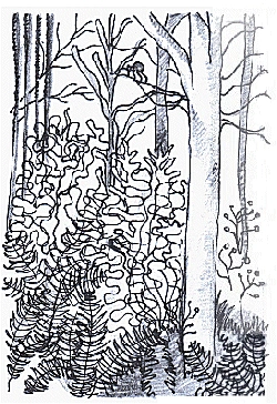 Black and white forest drawing