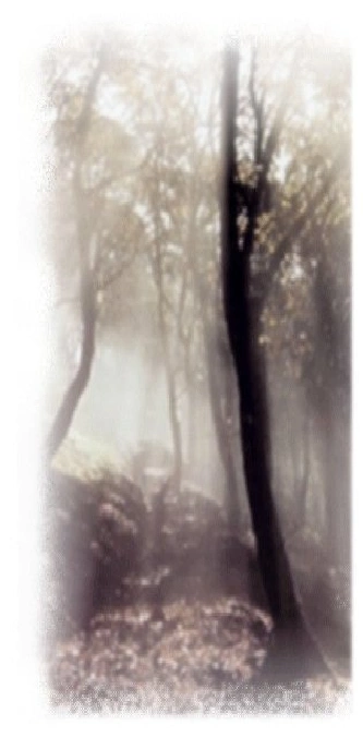 Ethereal woodland scene with mist and light